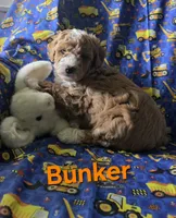 Bunker, a male Poodle - Miniature  for sale in Fort Dodge, IA – 3 of 5