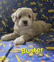 Buster, a male Poodle - Miniature  for sale in Fort Dodge, IA – 2 of 5