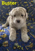Buster, a male Poodle - Miniature  for sale in Fort Dodge, IA – 4 of 5