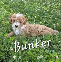 Bunker, a male Poodle - Miniature  for sale in Iowa City, IA – 2 of 2