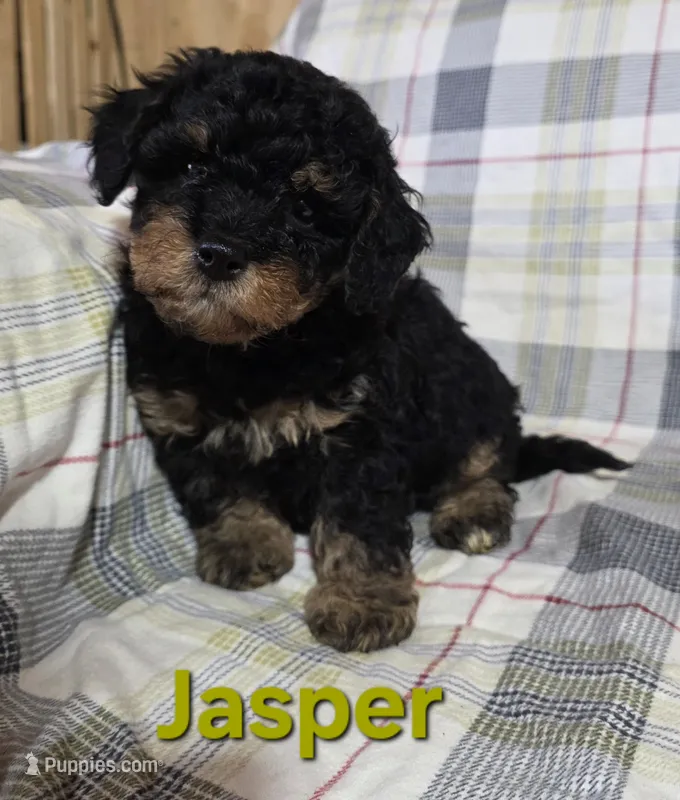 Jasper – Poodle - Miniature  puppy for sale in Fort Dodge, IA