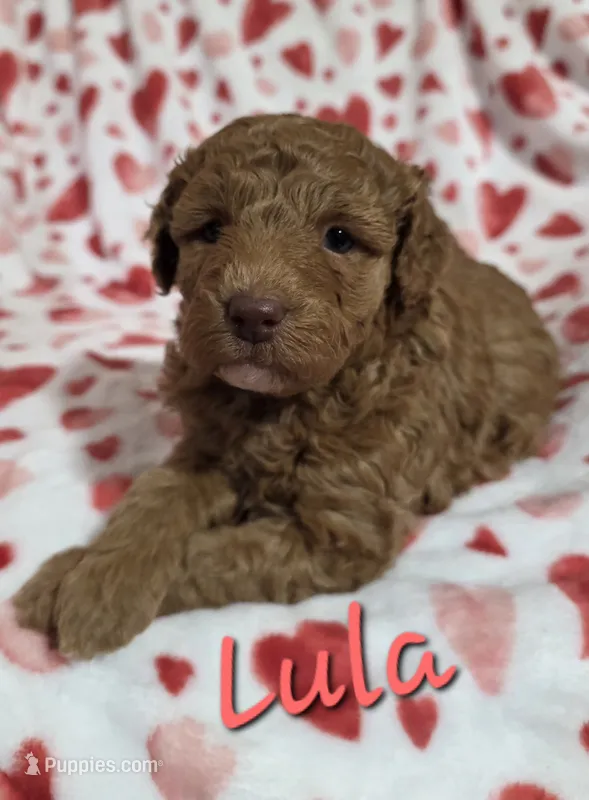 Lula, a female Poodle - Miniature  for sale in Iowa City, IA – 1 of 2