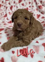 Lula, a female Poodle - Miniature  for sale in Iowa City, IA – 1 of 2