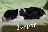 Jasper , a male Cavapoo for sale in Fort Dodge, IA – Photo 2 of 2