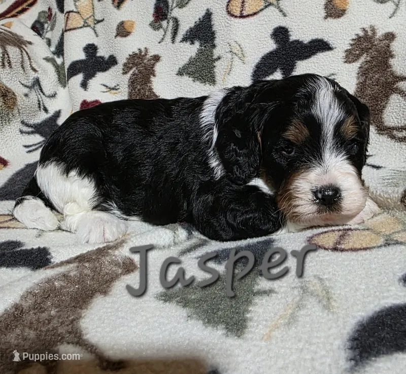 Jasper  – Cavapoo puppy for sale in Fort Dodge, IA
