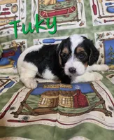 Tuky, a male Beagle and Poodle - Miniature  for sale in Fort Dodge, IA – 3 of 4