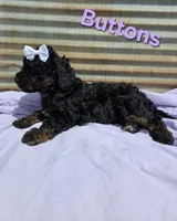 Buttons, a female Poodle - Miniature  for sale in Fort Dodge, IA – 3 of 3