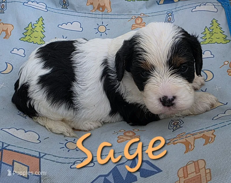 Sage, a female Cavapoo for sale in Iowa City, IA – 1 of 2
