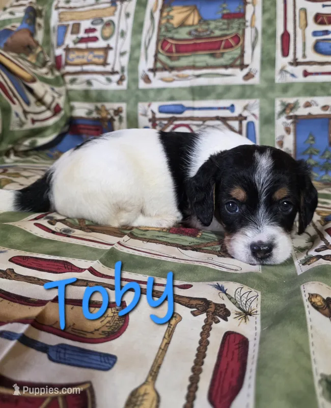 Toby – Beagle, Poodle - Miniature  puppy for sale in Fort Dodge, IA