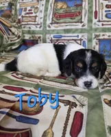 Toby, a male Beagle and Poodle - Miniature  for sale in Fort Dodge, IA – 1 of 3
