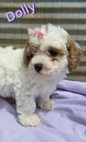 Dolly, a female Poodle - Miniature  for sale in Fort Dodge, IA – 1 of 2