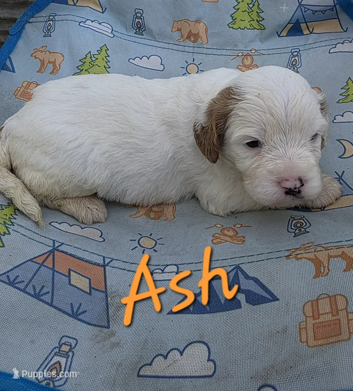 Ash, a male Cavapoo for sale in Des Moines, IA – 1 of 2