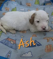 Ash, a male Cavapoo for sale in Des Moines, IA – 1 of 2