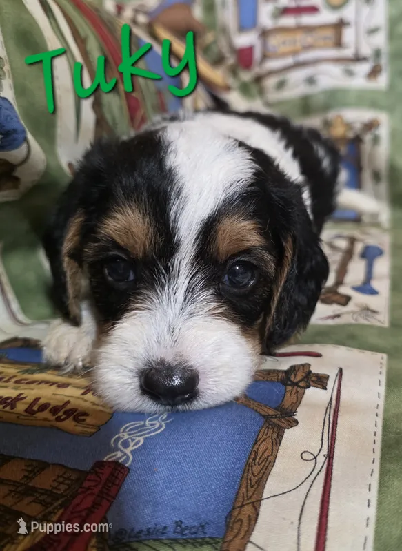 Tuky – Beagle, Poodle - Miniature  puppy for sale in Des Moines, IA