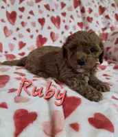 Ruby, a female Poodle - Miniature  for sale in Fort Dodge, IA – 3 of 3