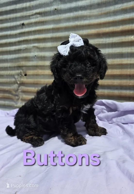 Buttons – Poodle - Miniature  puppy for sale in Fort Dodge, IA