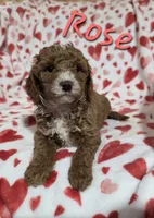 Rose, a female Poodle - Miniature  for sale in Fort Dodge, IA – 2 of 2