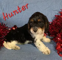 Hunter, a male Beagle and Poodle - Miniature  for sale in Fort Dodge, IA – Photo 1 of 2
