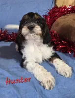 Hunter, a male Beagle and Poodle - Miniature  for sale in Fort Dodge, IA – Photo 2 of 2