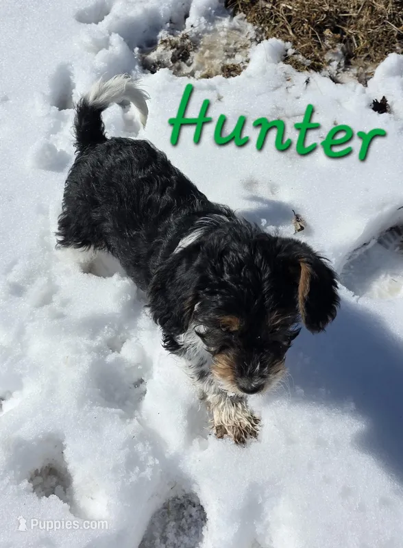 Hunter