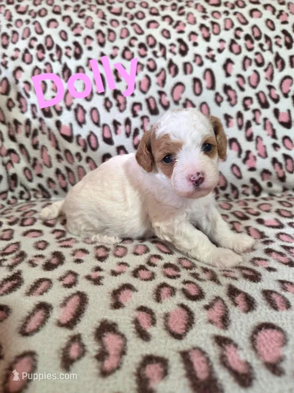 Dolly – Poodle - Miniature  puppy for sale in Iowa City, IA