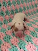 Dolly, a female Poodle - Miniature  for sale in Fort Dodge, IA – Photo 2 of 4