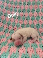 Dolly, a female Poodle - Miniature  for sale in Fort Dodge, IA – Photo 1 of 4