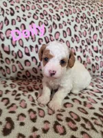 Dolly, a female Poodle - Miniature  for sale in Iowa City, IA – Photo 2 of 2