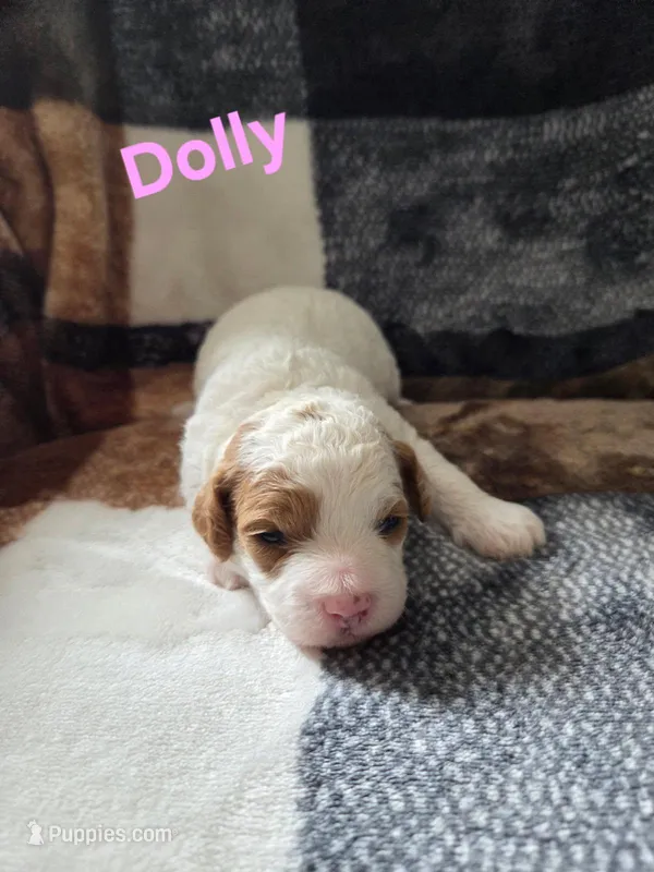 Dolly – Poodle - Miniature  puppy for sale in Newton, IA