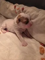 Dolly, a female Poodle - Miniature  for sale in Fort Dodge, IA – Photo 4 of 4