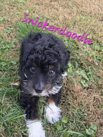 Snickerdoodle , a female Miniature Aussiedoodle for sale in Iowa City, IA – 3 of 3