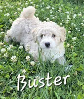Buster, a male Poodle - Miniature  for sale in Iowa City, IA – 2 of 3