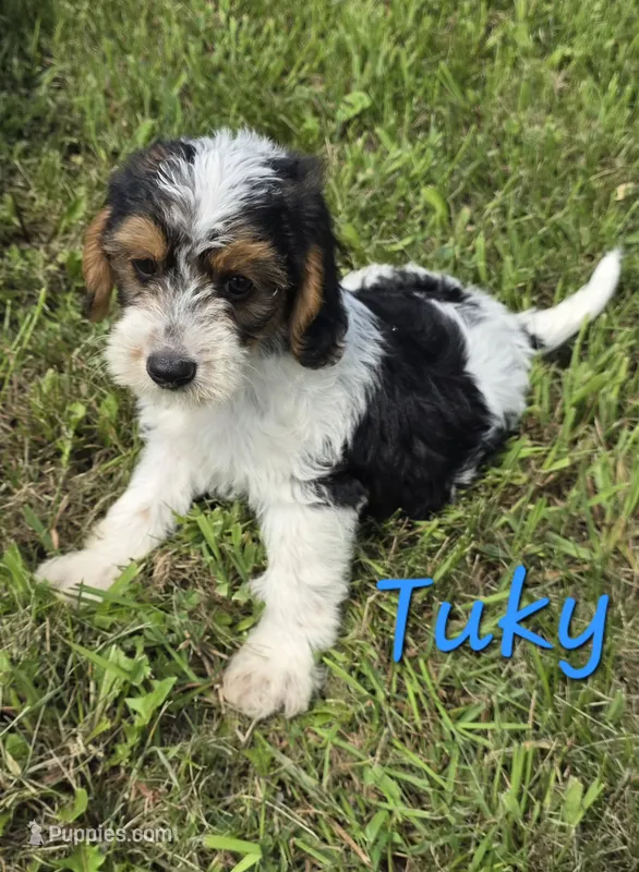 Tuky – Beagle, Poodle - Miniature  puppy for sale in Des Moines, IA