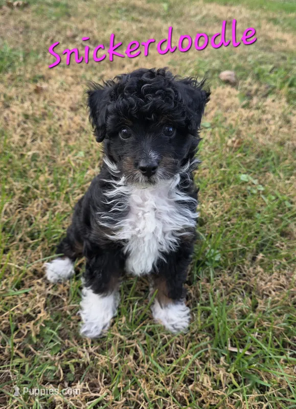 Snickerdoodle , a female Miniature Aussiedoodle for sale in Iowa City, IA – 1 of 3