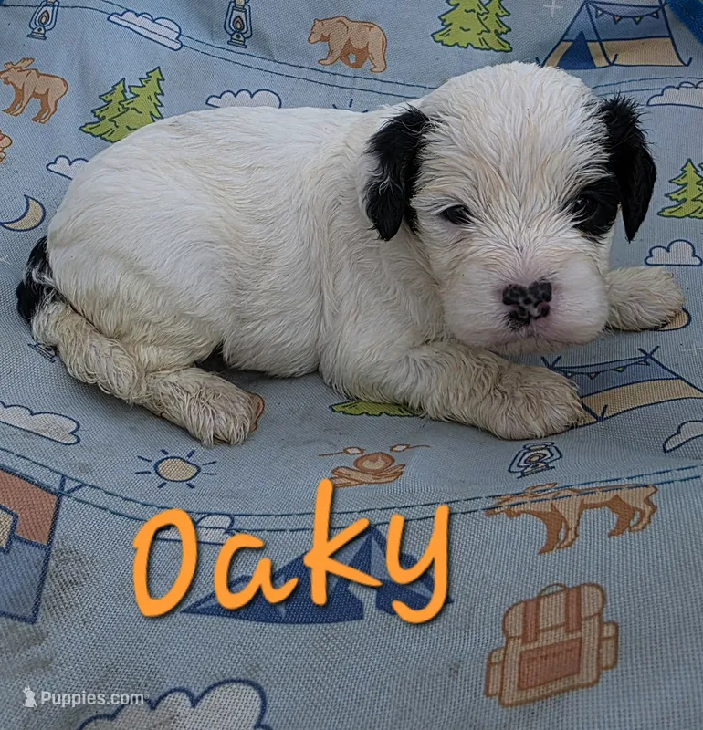 Oaky, a male Cavapoo for sale in Des Moines, IA – 1 of 1