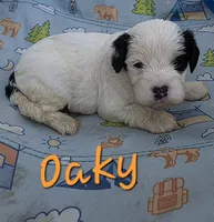 Oaky, a male Cavapoo for sale in Des Moines, IA – 1 of 1