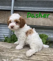 Dasher, a male Poodle - Miniature  for sale in Fort Dodge, IA – 2 of 2