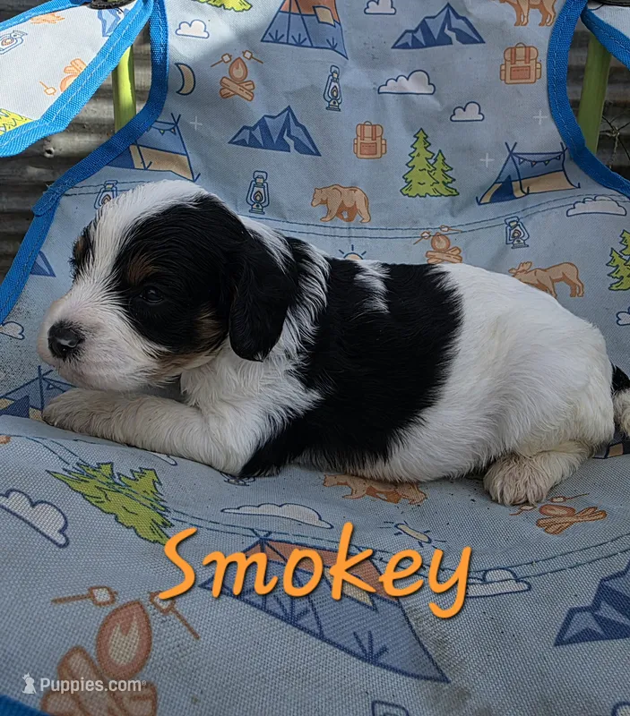 Smokey , a male Cavapoo for sale in Des Moines, IA – 1 of 1