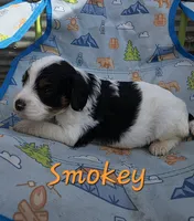 Smokey , a male Cavapoo for sale in Des Moines, IA – 1 of 1