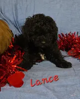 Lance, a male Poodle - Miniature  for sale in Fort Dodge, IA – Photo 2 of 2