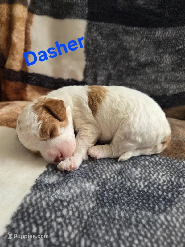 Dasher – Poodle - Miniature  puppy for sale in Newton, IA