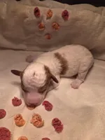 Dasher, a male Poodle - Miniature  for sale in Fort Dodge, IA – Photo 2 of 4