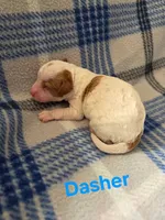 Dasher, a male Poodle - Miniature  for sale in Fort Dodge, IA – Photo 3 of 4