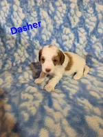 Dasher, a male Poodle - Miniature  for sale in Iowa City, IA – Photo 2 of 2