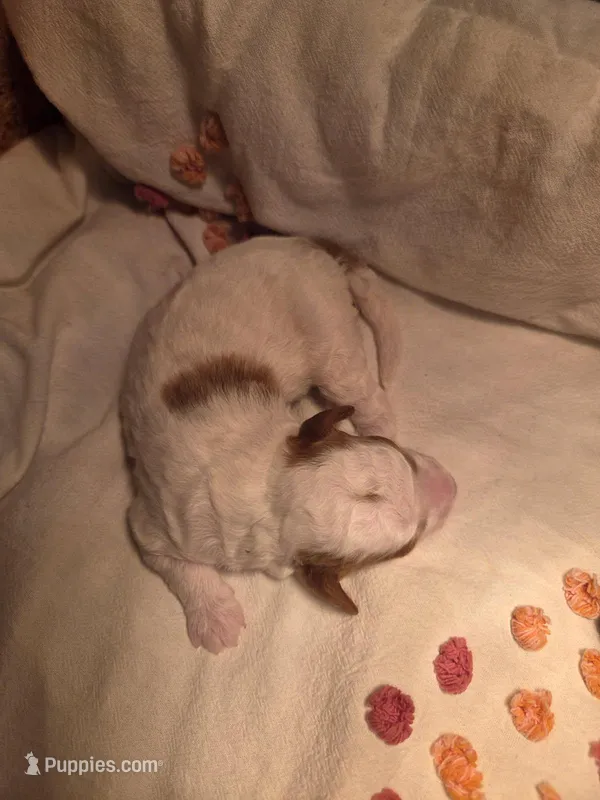 Dasher – Poodle - Miniature  puppy for sale in Fort Dodge, IA