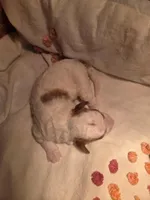 Dasher, a male Poodle - Miniature  for sale in Fort Dodge, IA – Photo 1 of 4