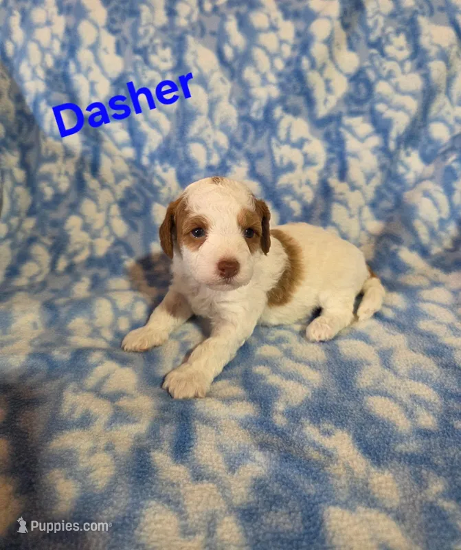 Dasher – Poodle - Miniature  puppy for sale in Iowa City, IA
