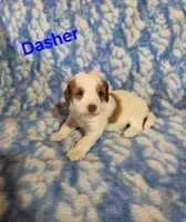 Dasher, a male Poodle - Miniature  for sale in Iowa City, IA – Photo 1 of 2