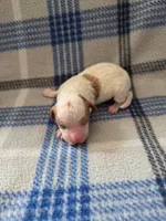 Dasher, a male Poodle - Miniature  for sale in Fort Dodge, IA – Photo 4 of 4