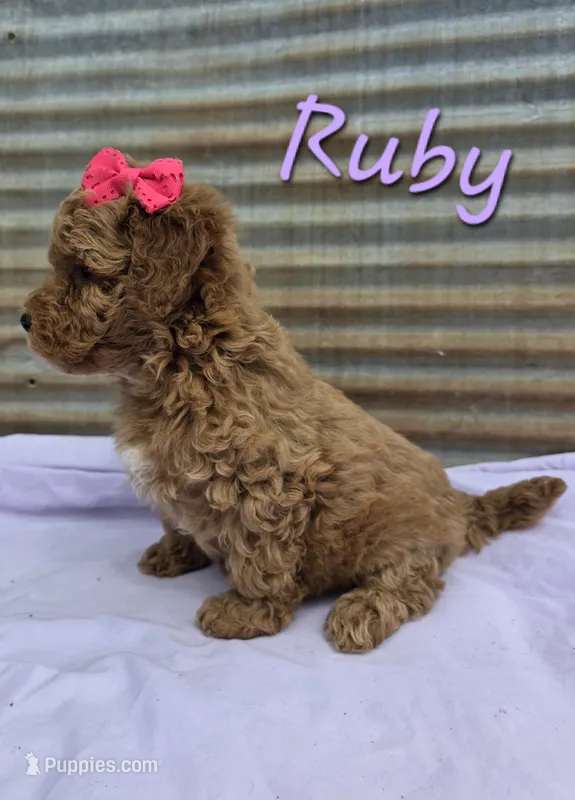 Ruby – Poodle - Miniature  puppy for sale in Fort Dodge, IA